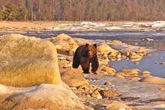 Бурый медведь (Фото Е.А. Дарижапова)