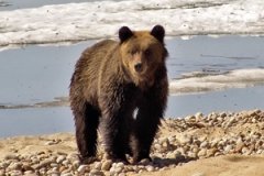 Бурый медведь (Фото Е.А. Дарижапова)