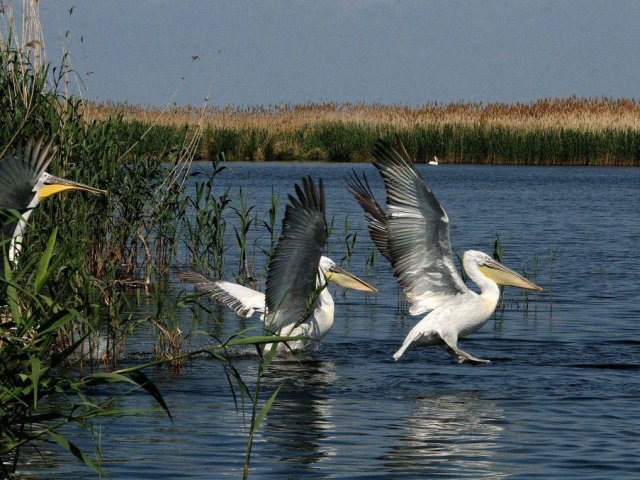 Где Находится Астраханский Заповедник